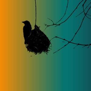 Illustration of a weaverbird colony by Emily Longbrake