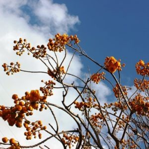 day 166: bodacious blooms in kauai
