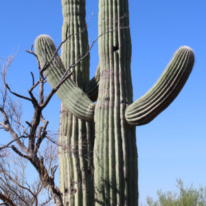 Nurse trees and saguaro cacti