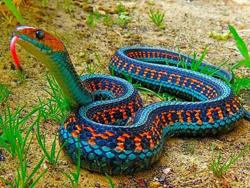 blue-malaysian-coral-snake