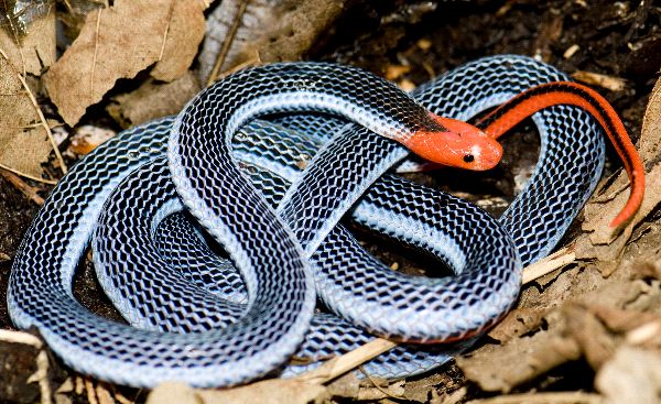 exotic_malaysian_blue_coral_snake_600