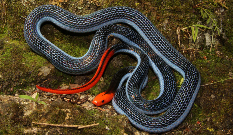 blue-coral-snake