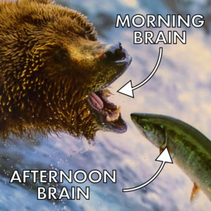 morning brain vs. afternoon brain